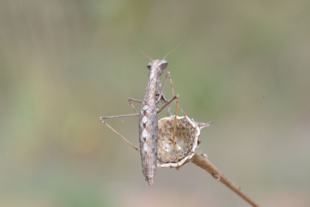 Pseudoyersinia lagrecai o Ameles decolor? No, Geomantis larvoides