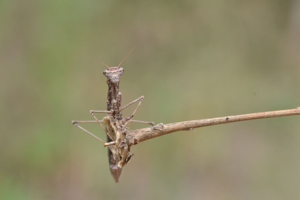 Pseudoyersinia lagrecai o Ameles decolor? No, Geomantis larvoides