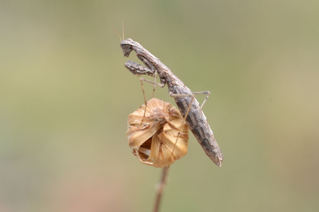 Pseudoyersinia lagrecai o Ameles decolor? No, Geomantis larvoides