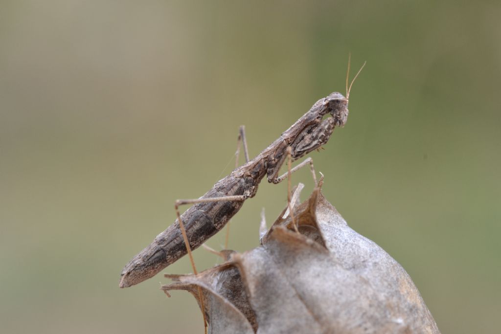 Pseudoyersinia lagrecai o Ameles decolor? No, Geomantis larvoides