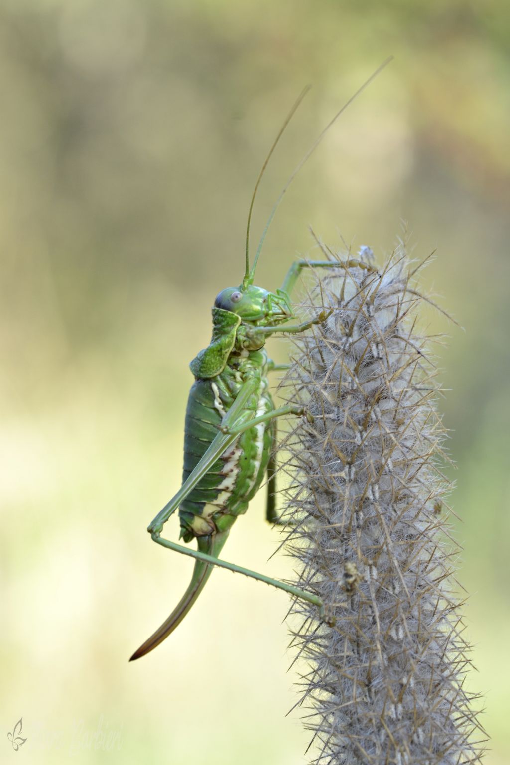 Uromenus bonneti femmina?  No, Uromenus brevicollis trinacriae