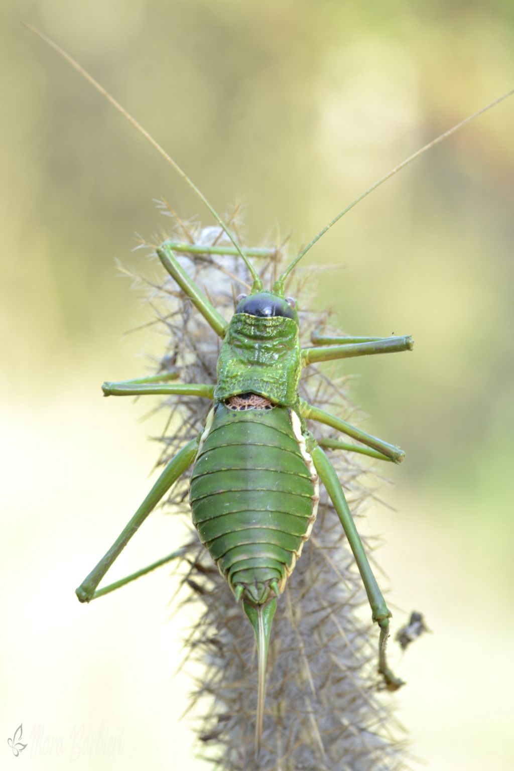 Uromenus bonneti femmina?  No, Uromenus brevicollis trinacriae