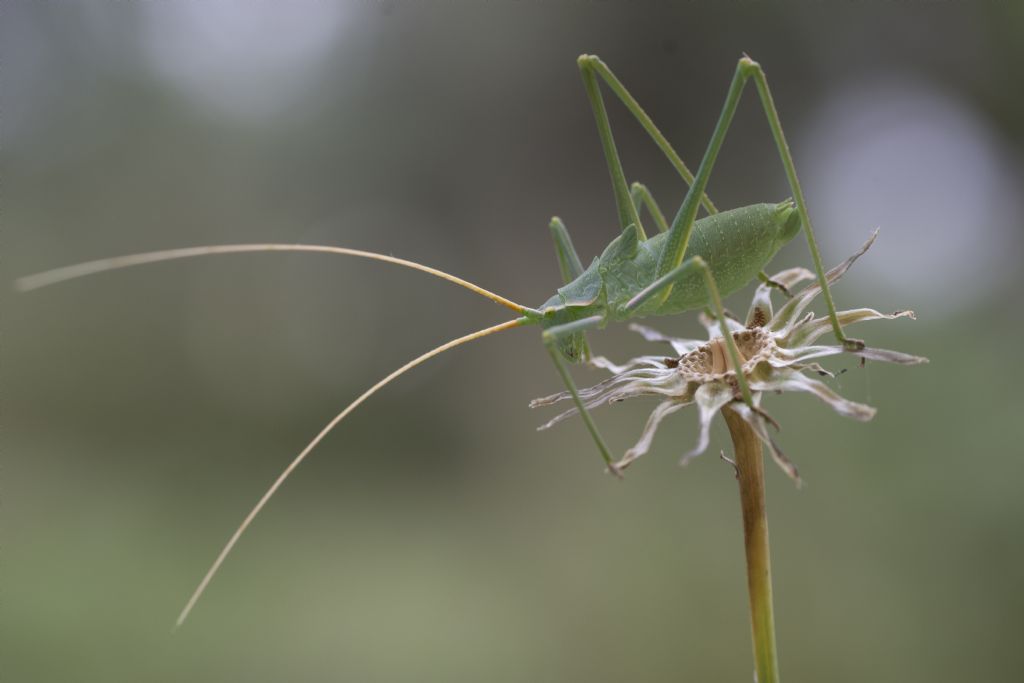 ninfa di Acrometopa italica (Phaneropteridae)