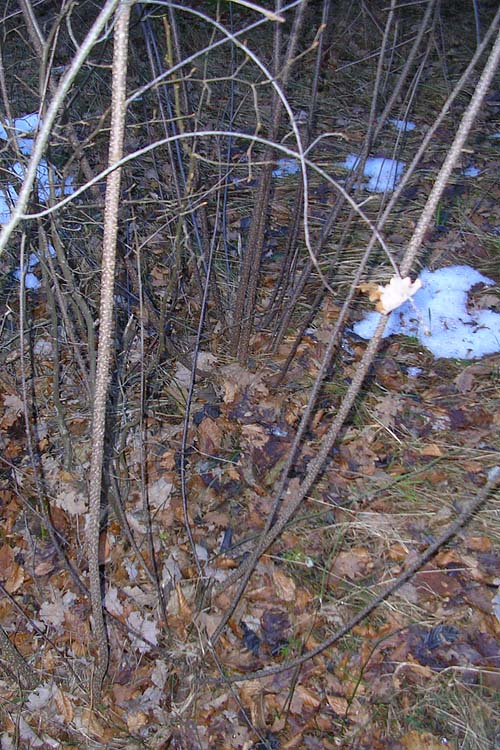 [FVG]  albero ignoto