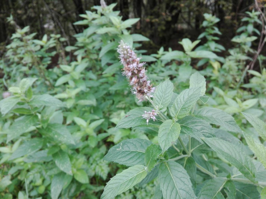 Origano vs. Menta