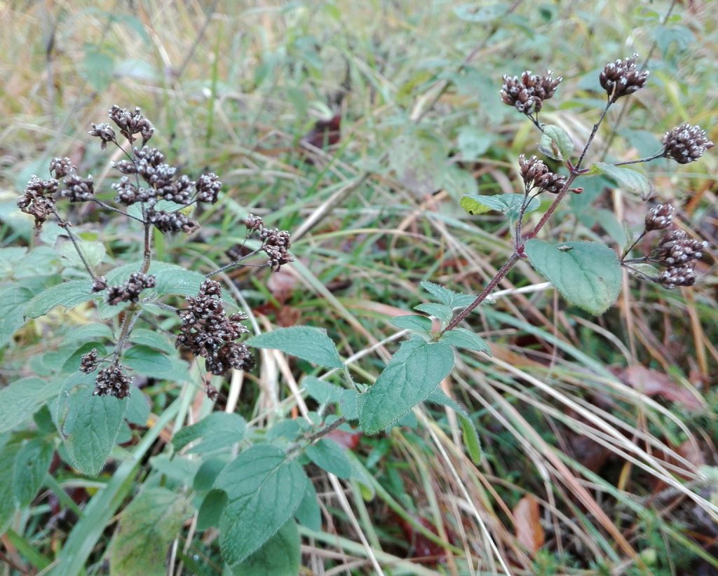 Origano vs. Menta