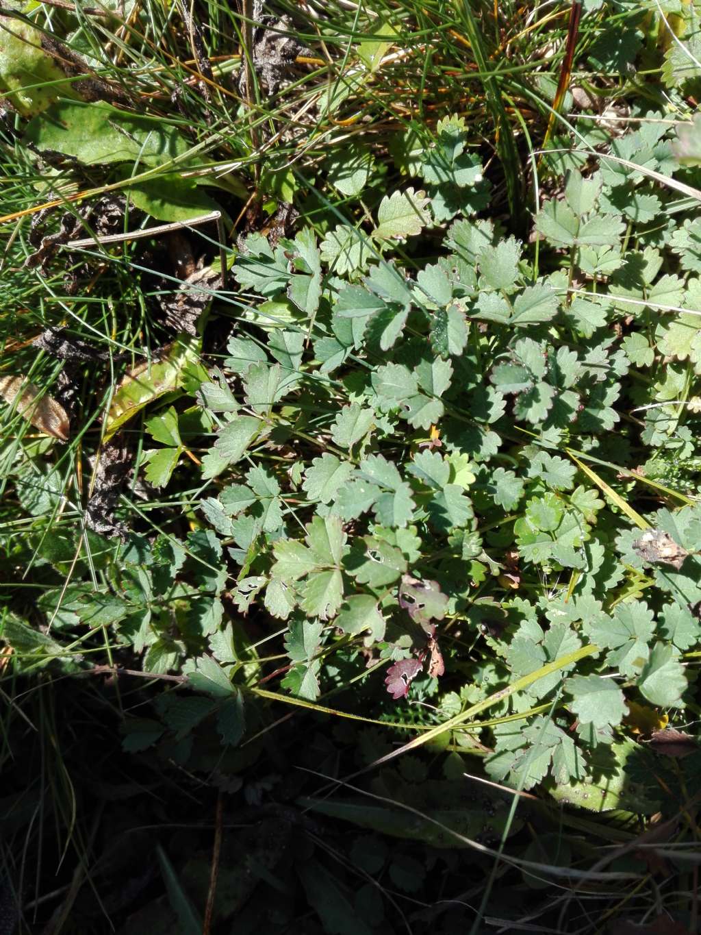 Sanguisorba minor?