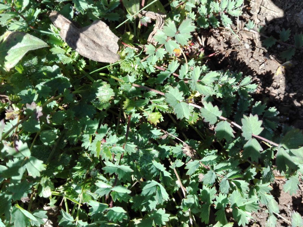 Sanguisorba minor?
