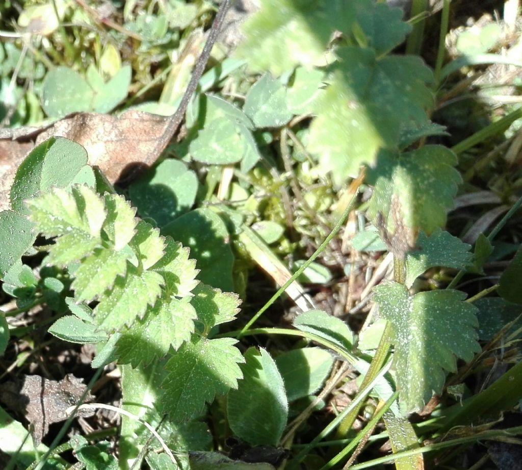 Sanguisorba minor?