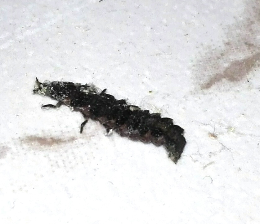 Cos''?  Larva di Lampyridae