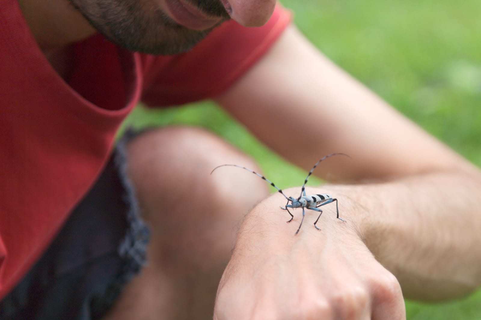 Cerambycidae: Rosalia alpina
