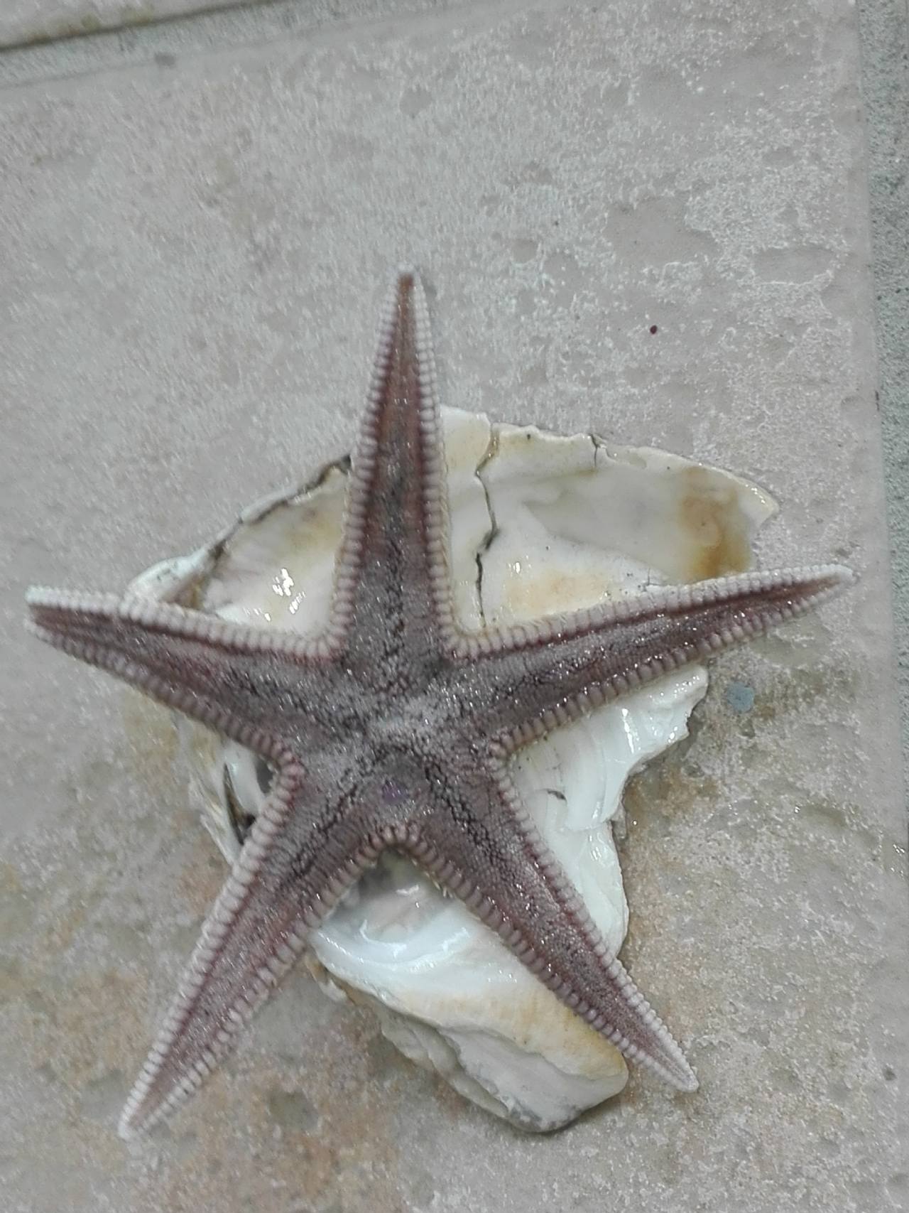 Astropecten irregularis spiaggiata a Grado