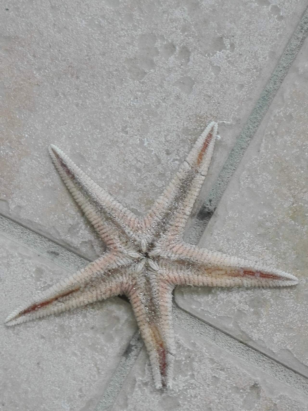 Astropecten irregularis spiaggiata a Grado