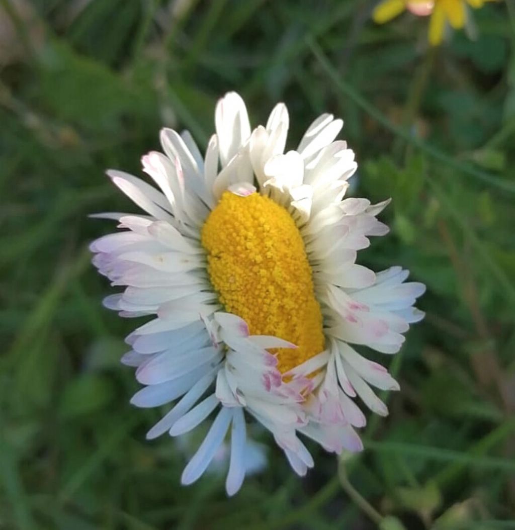 Bellis perennis  con fasciazione