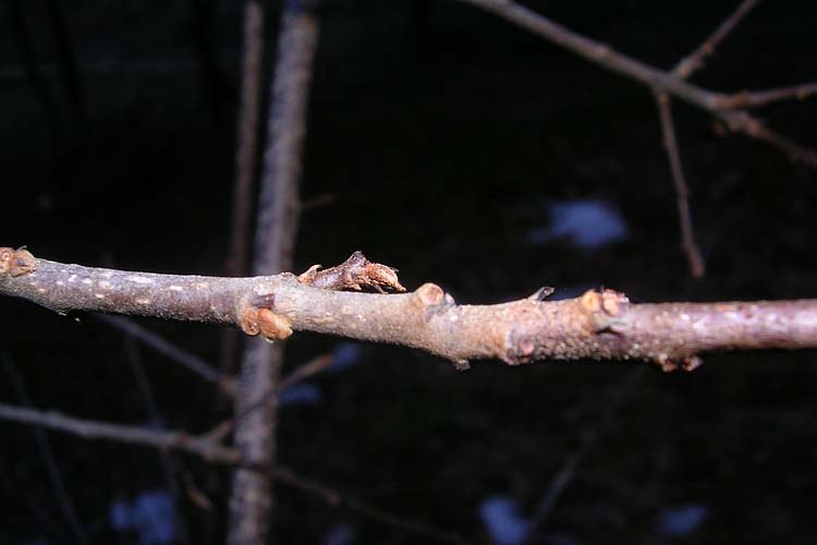 [FVG]  albero ignoto