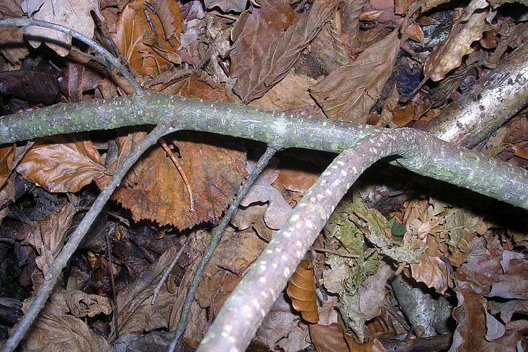 [FVG]  albero ignoto