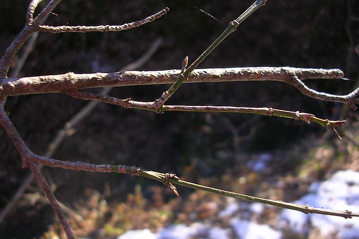[FVG]  albero ignoto