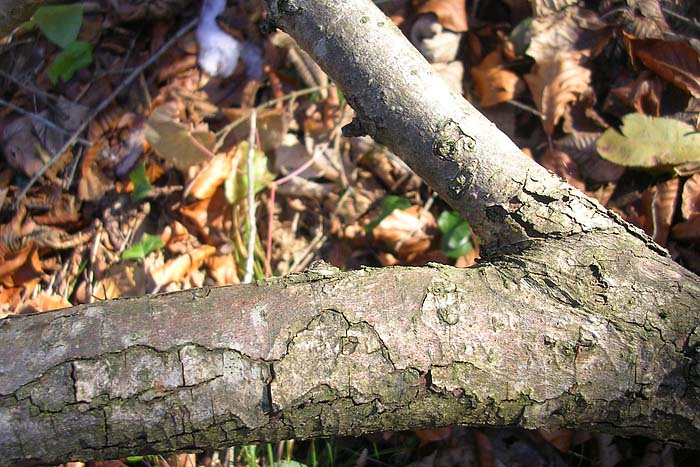 [FVG]  albero ignoto