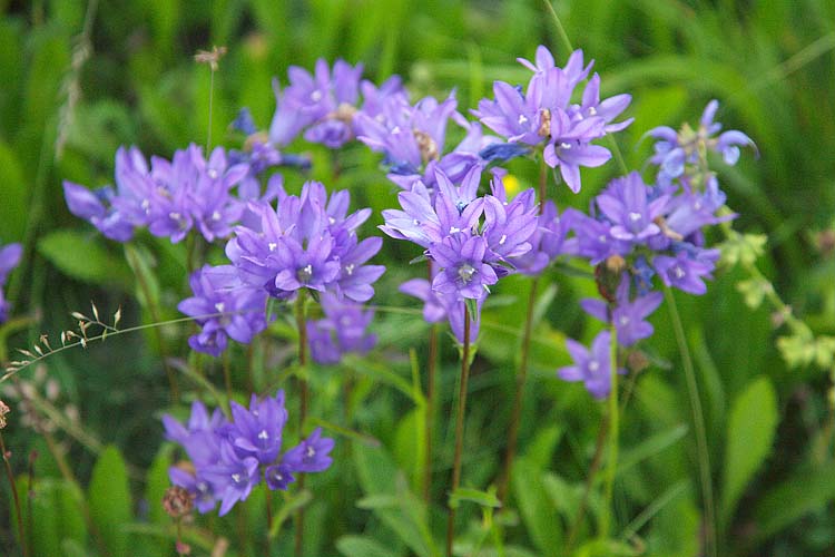 [FVG] fiore sopravvissuto ai cinghiali - Campanula glomerata