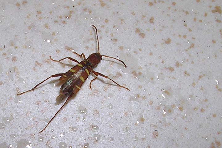 Tarlo del legno ignoto (adulto): Neoclytus acuminatus