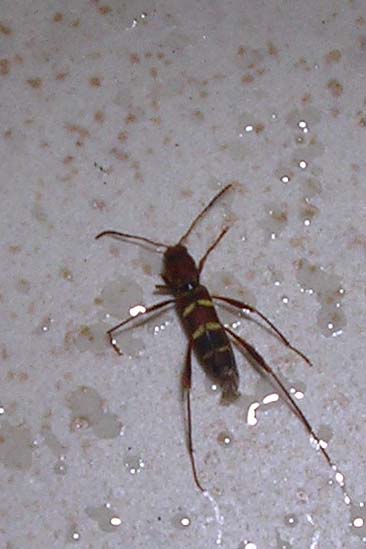 Tarlo del legno ignoto (adulto): Neoclytus acuminatus