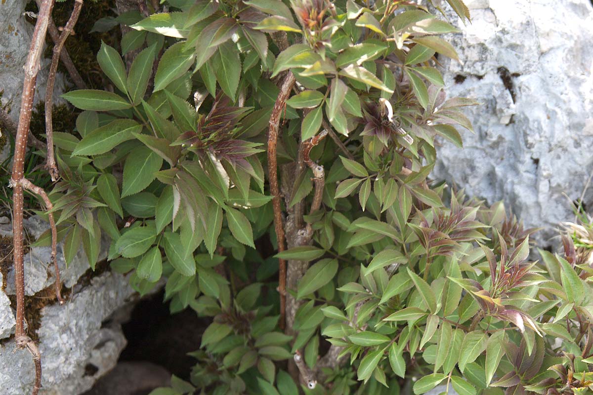 Sambucus racemosa