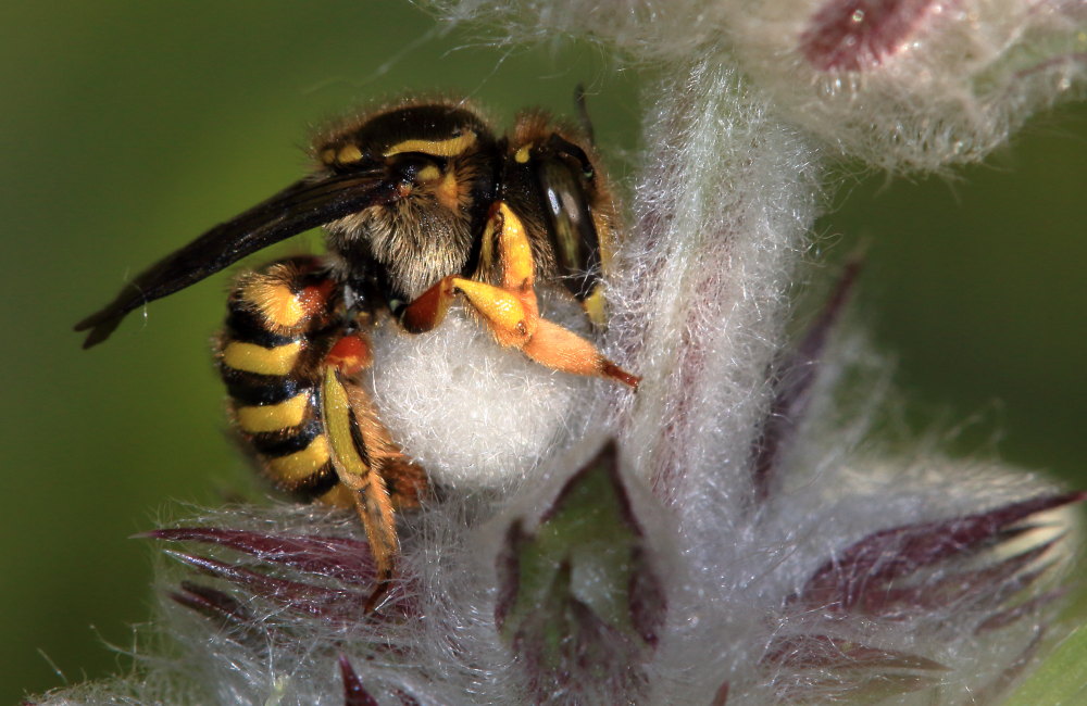 Apidae Megachilinae:  Anthidium cfr. manicatum, femmina