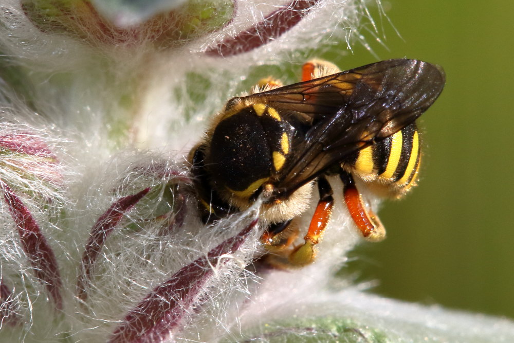 Apidae Megachilinae:  Anthidium cfr. manicatum, femmina