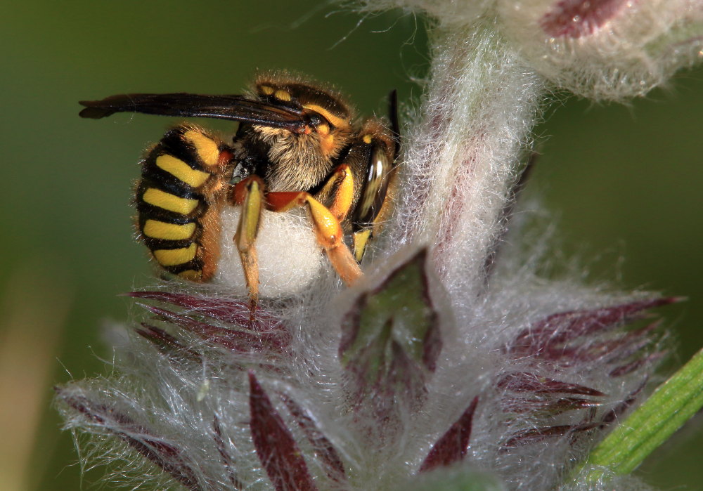 Apidae Megachilinae:  Anthidium cfr. manicatum, femmina