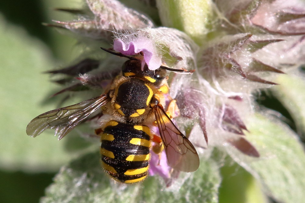 Apidae Megachilinae:  Anthidium cfr. manicatum, femmina