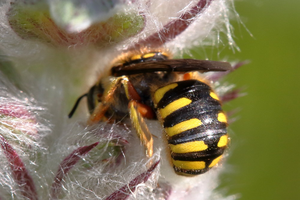 Apidae Megachilinae:  Anthidium cfr. manicatum, femmina