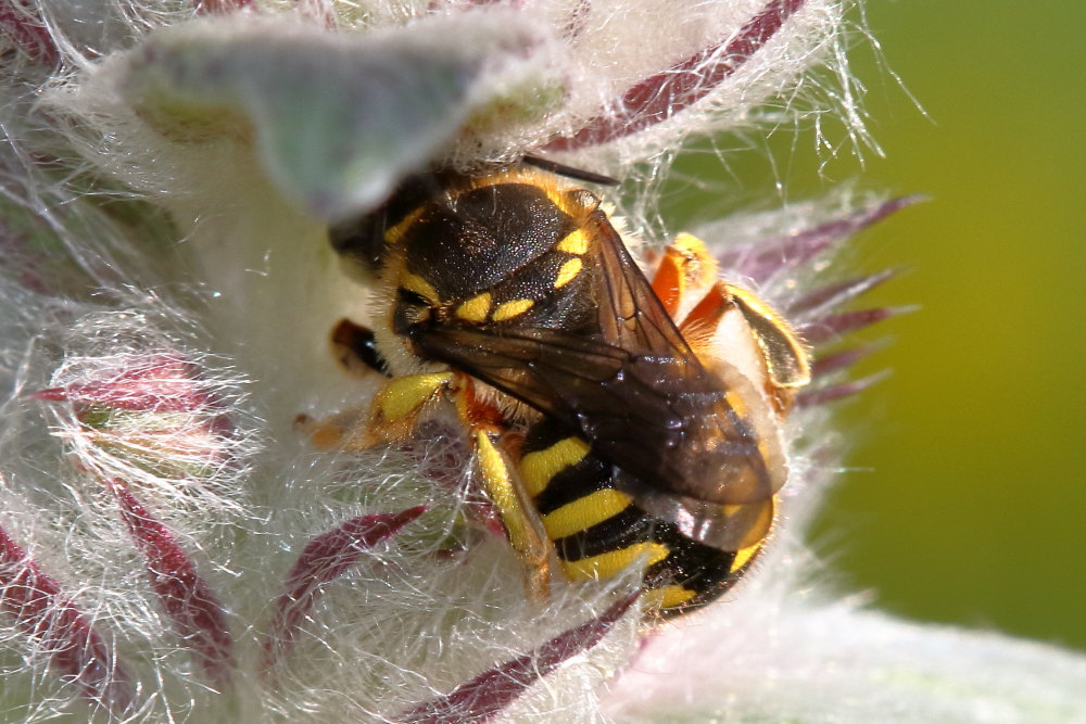 Apidae Megachilinae:  Anthidium cfr. manicatum, femmina