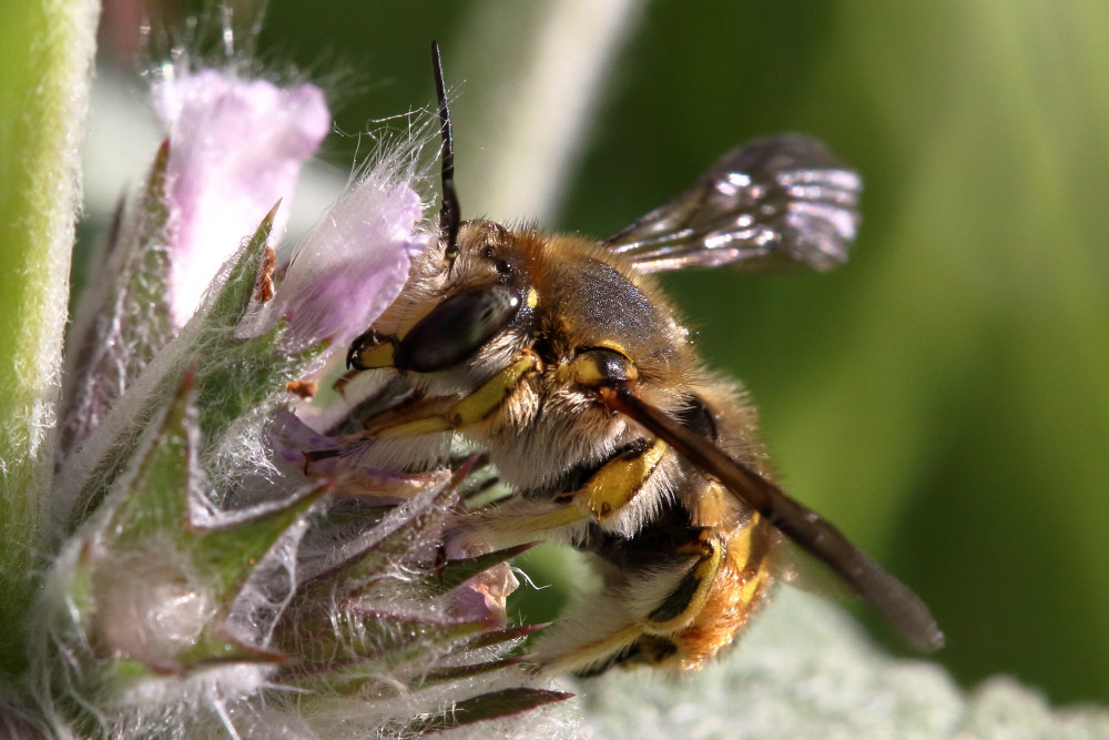 Apidae Megachilinae: Anthidium manicatum, maschio