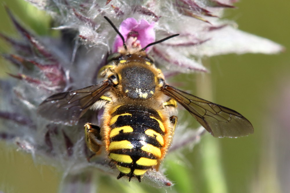 Apidae Megachilinae: Anthidium manicatum, maschio