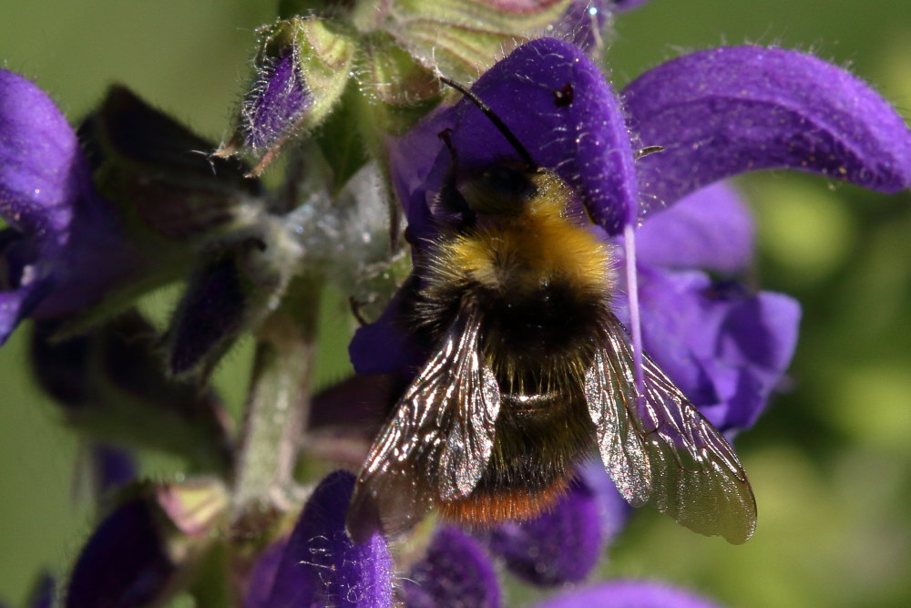 maschio di Bombus pratorum, Apidae