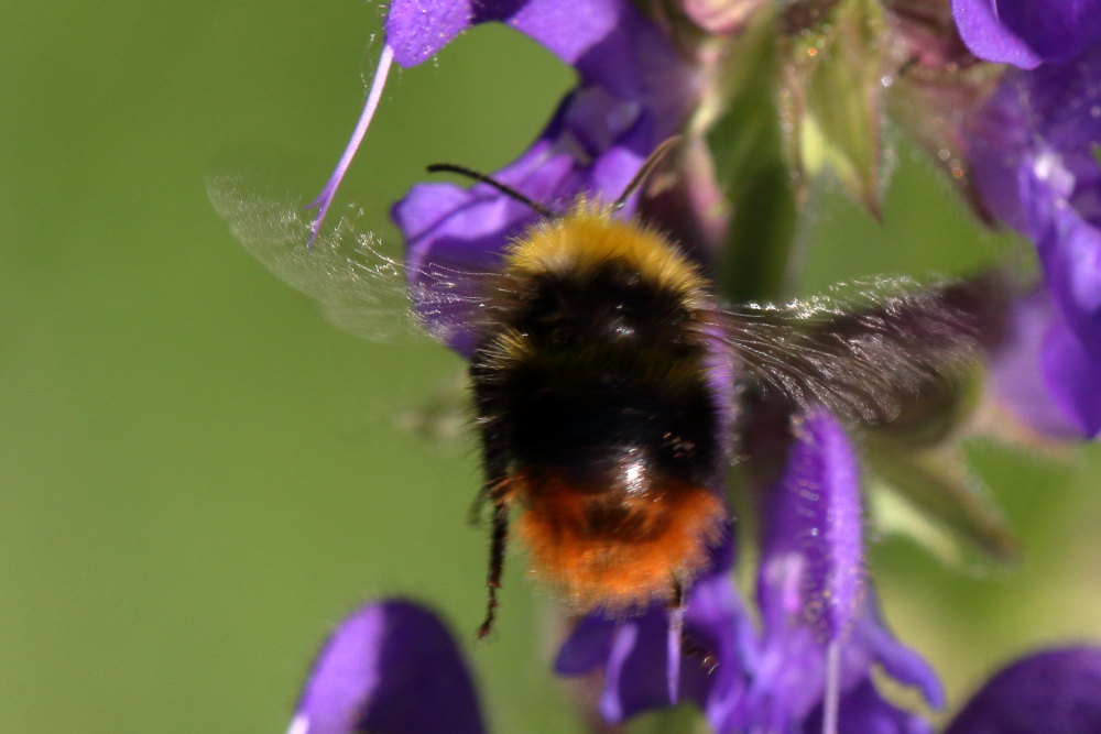 maschio di Bombus pratorum, Apidae