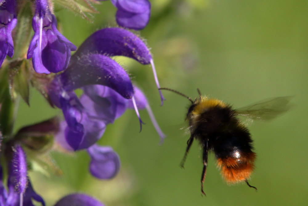 maschio di Bombus pratorum, Apidae