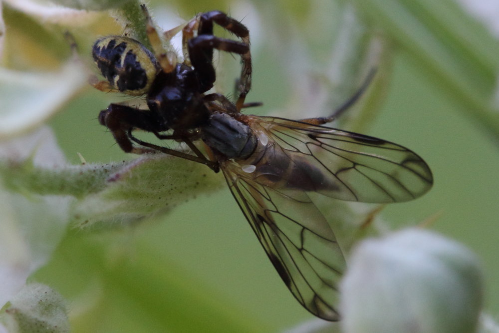 Empididae catturato da  Synema globosum