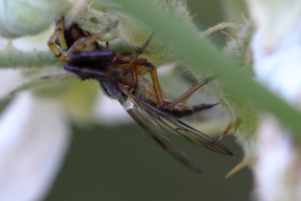 Empididae catturato da  Synema globosum