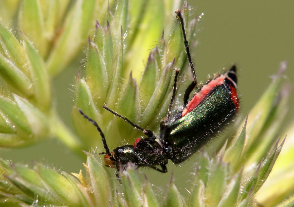 Malachiidae: Malachius australis, femmina