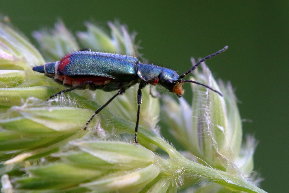 Malachiidae: Malachius australis, femmina