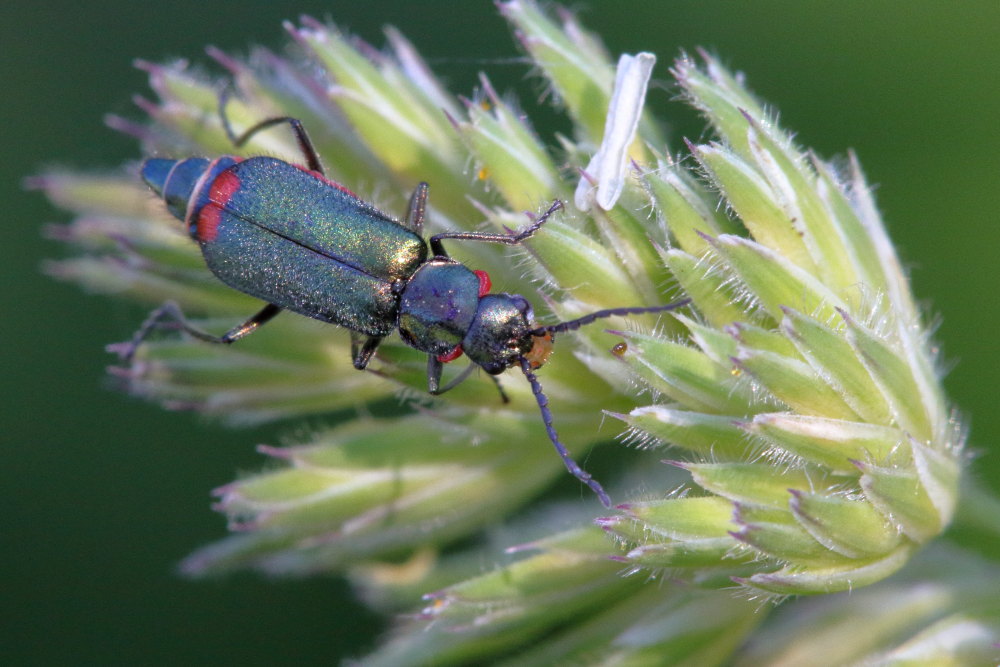 Malachiidae: Malachius australis, femmina