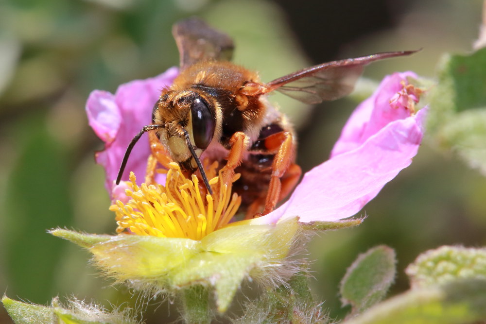 Anthidium cfr. manicatum?