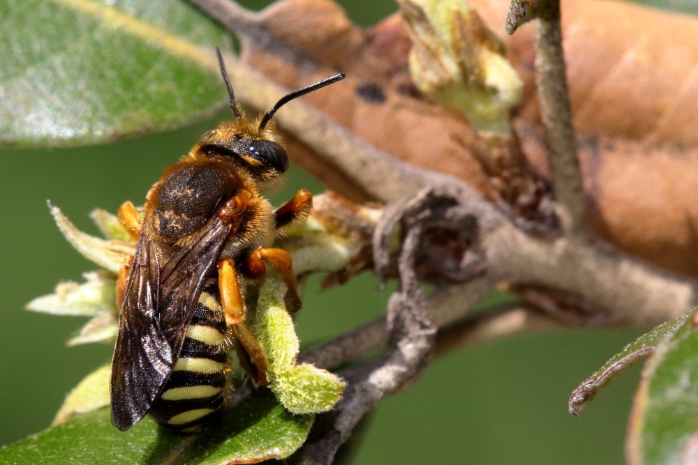 Anthidium cfr. manicatum?