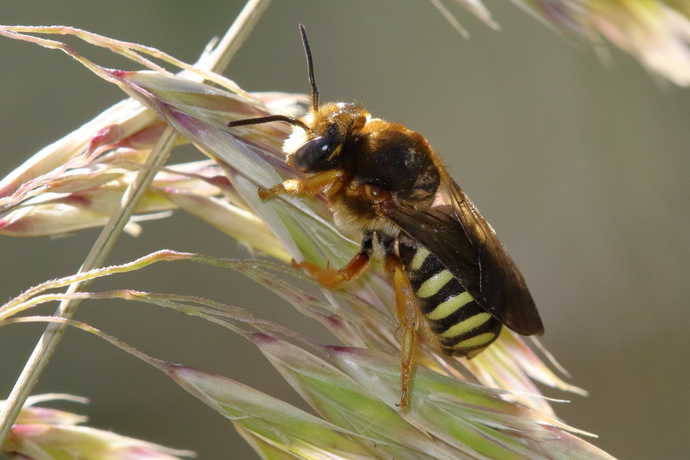 Anthidium cfr. manicatum?
