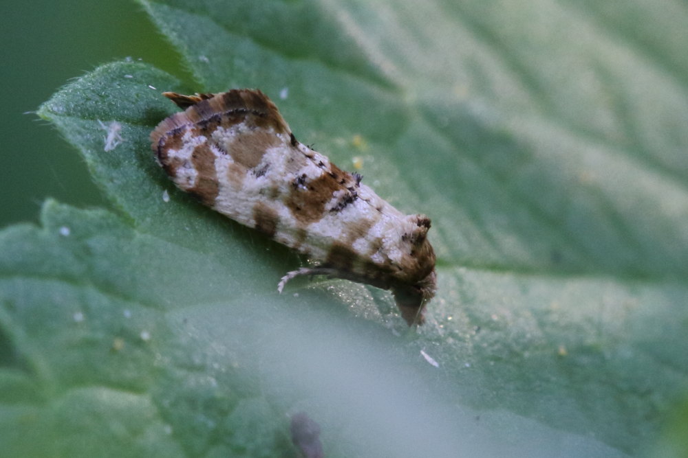 Microlepidottero da identificare 1 - Cochylis molliculana, Tortricidae