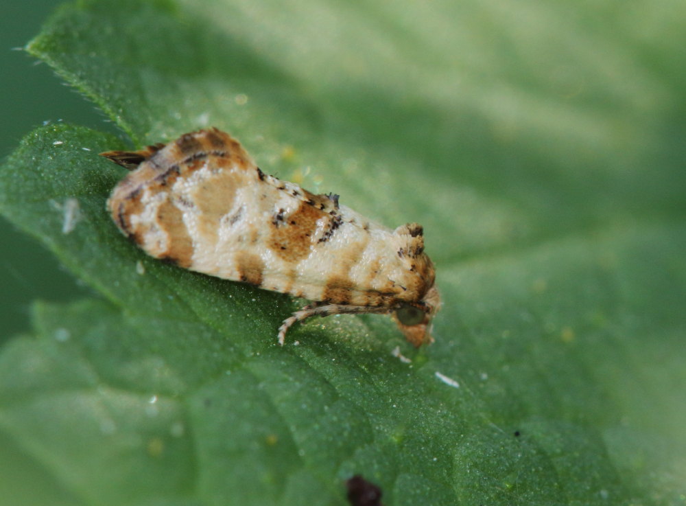 Microlepidottero da identificare 1 - Cochylis molliculana, Tortricidae