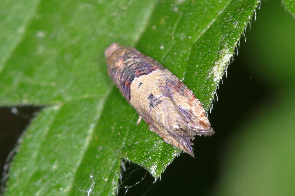 Microlepidottero da identificare 2 - Cfr. Gypsonoma aceriana, Tortricidae