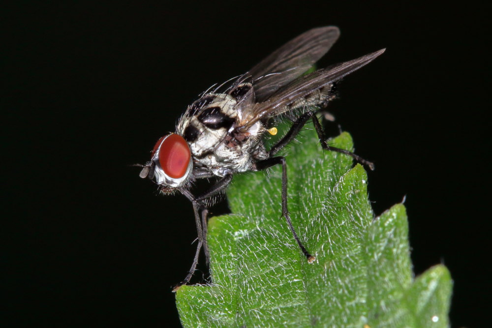 Anthomyia sp? Si, maschio di A. cf. procellaris