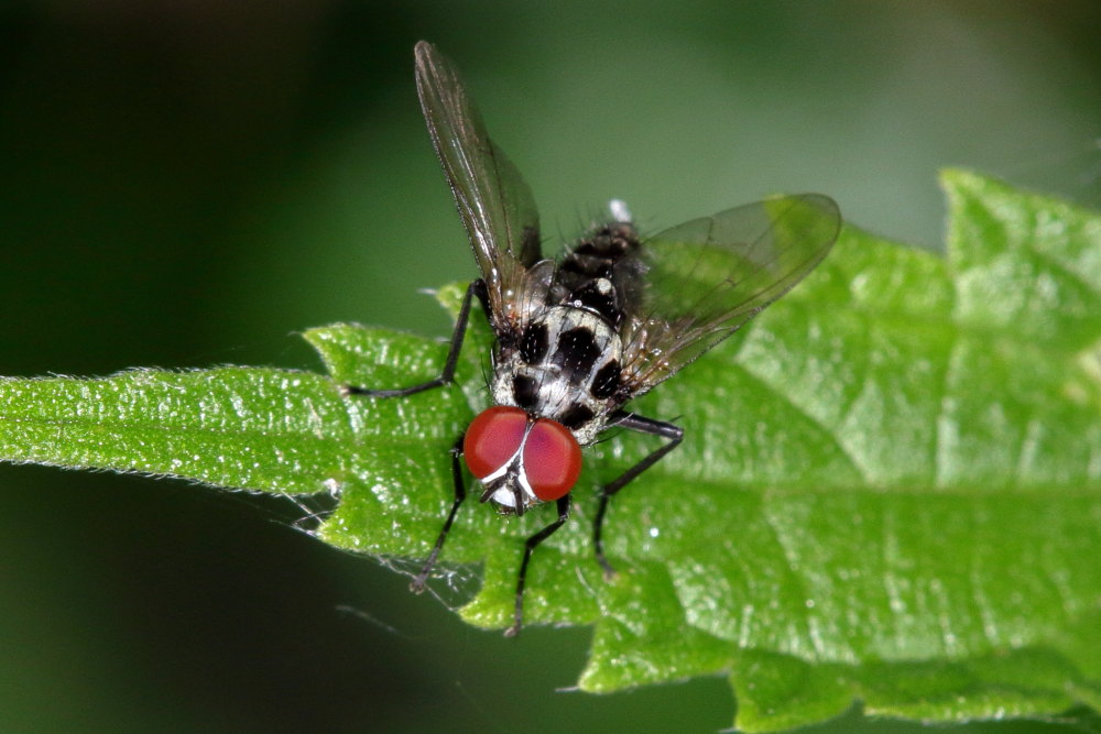 Anthomyia sp? Si, maschio di A. cf. procellaris